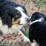 Pups8Feb12-7773